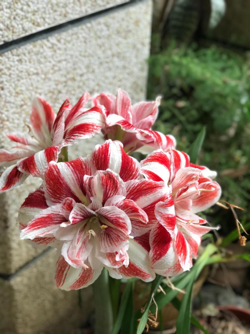 花蓮 達芙妮花園民宿 Ji'an Exteriör bild